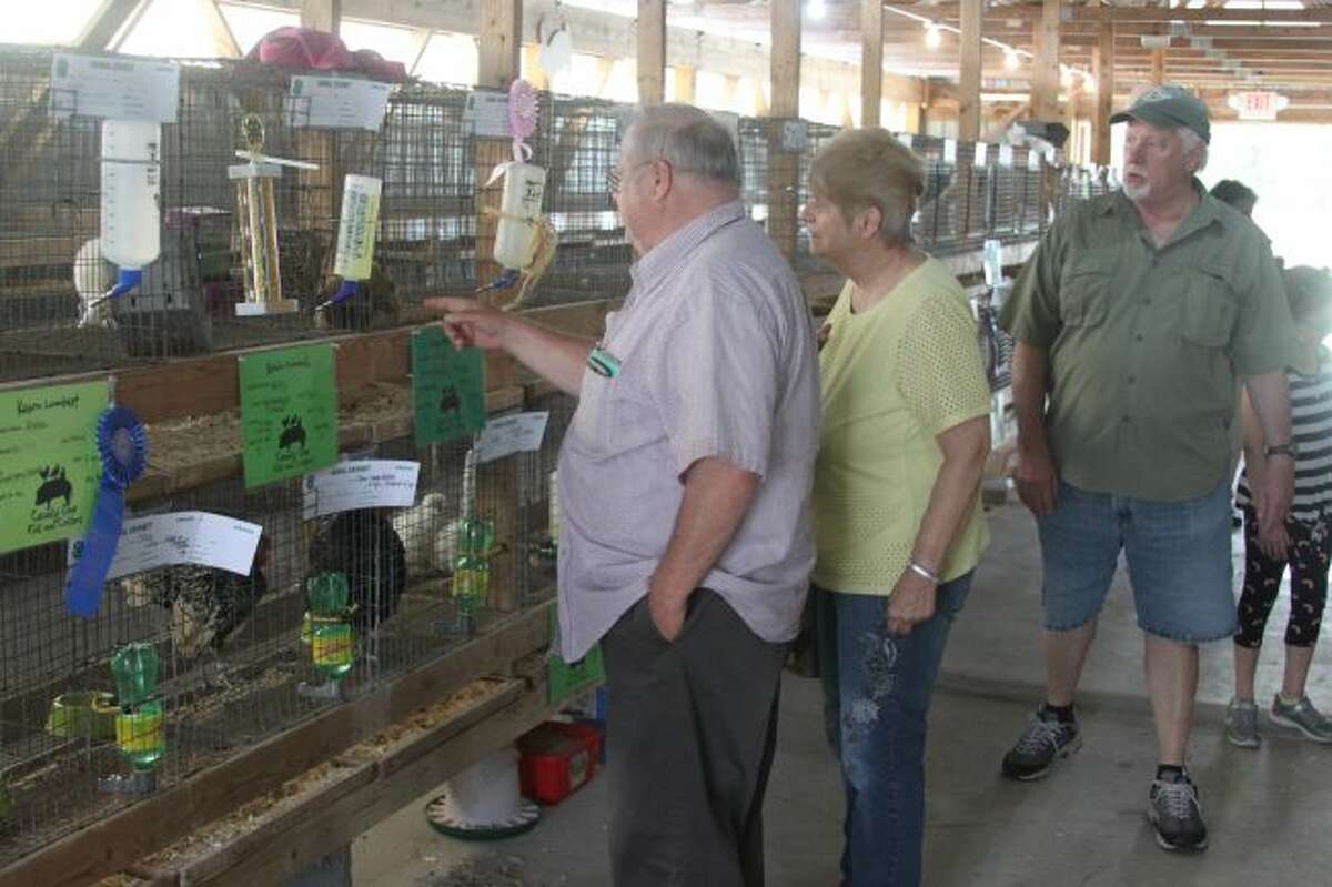 People view the animal exhibits in the 4-H buildings that had already been judged and won a ribbon.