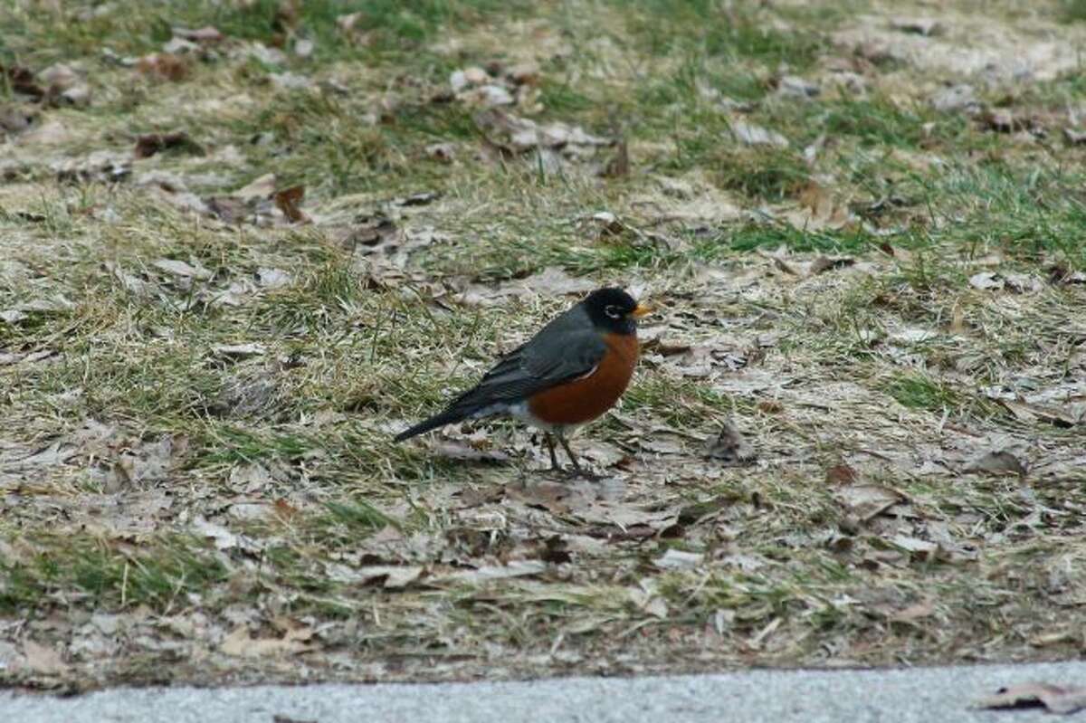 A robin sighting is an indicator for many that spring has arrived. (Jane Bond/News Advocate)