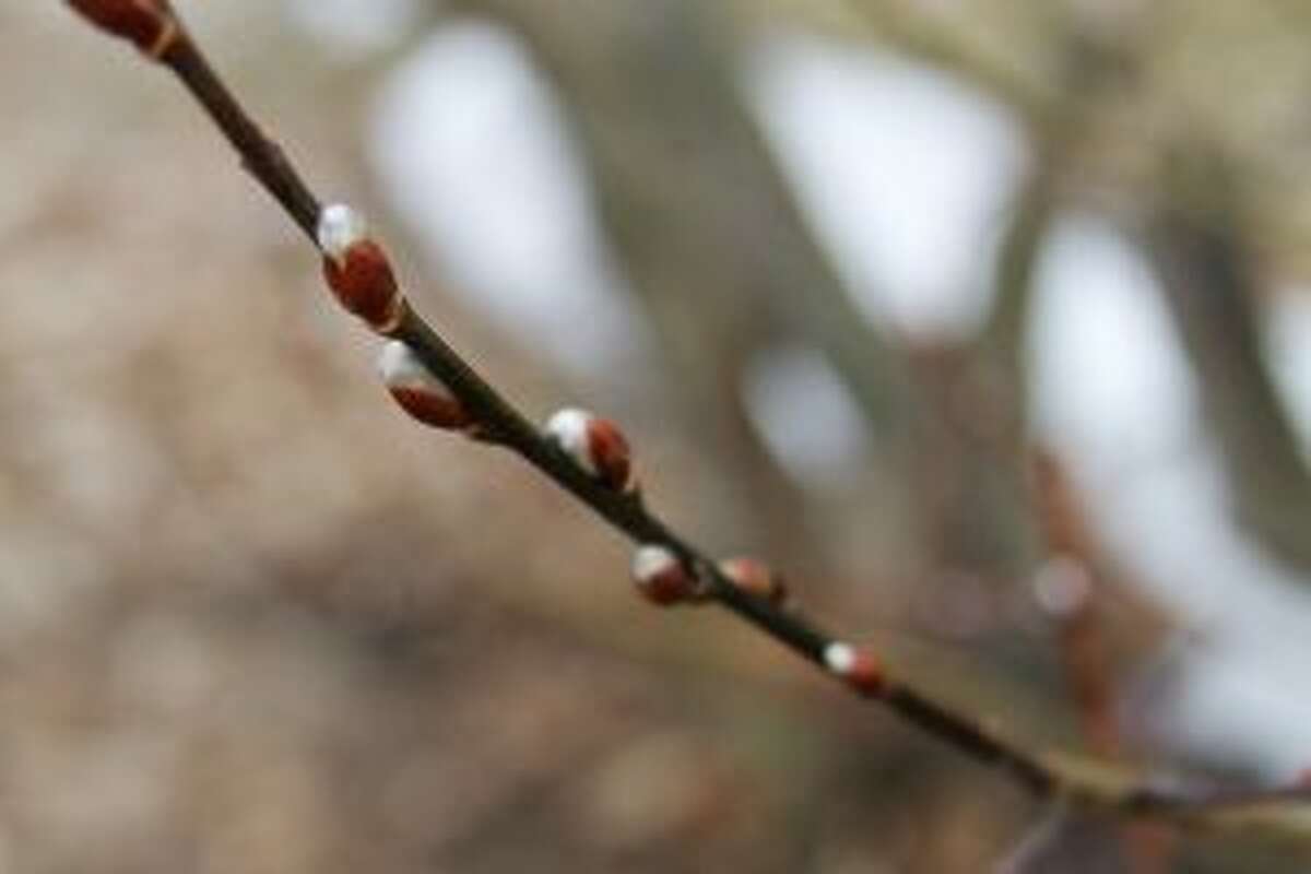 Trees are beginning to bloom around Manistee, with more to come as the weather warms up. (Jane Bond/News Advocate)