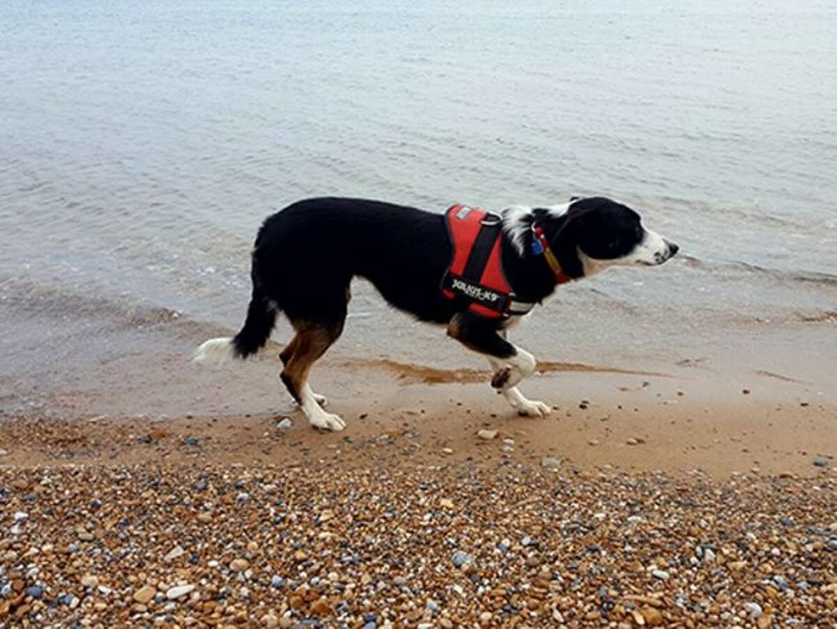 A border collie owned by Susan Hagberg of Wild Goose Chase hunts the gulls at Jeorse Park Beach in East Chicago, Indiana. Credit: Wild Goose Chase. (Courtesy Photo)
