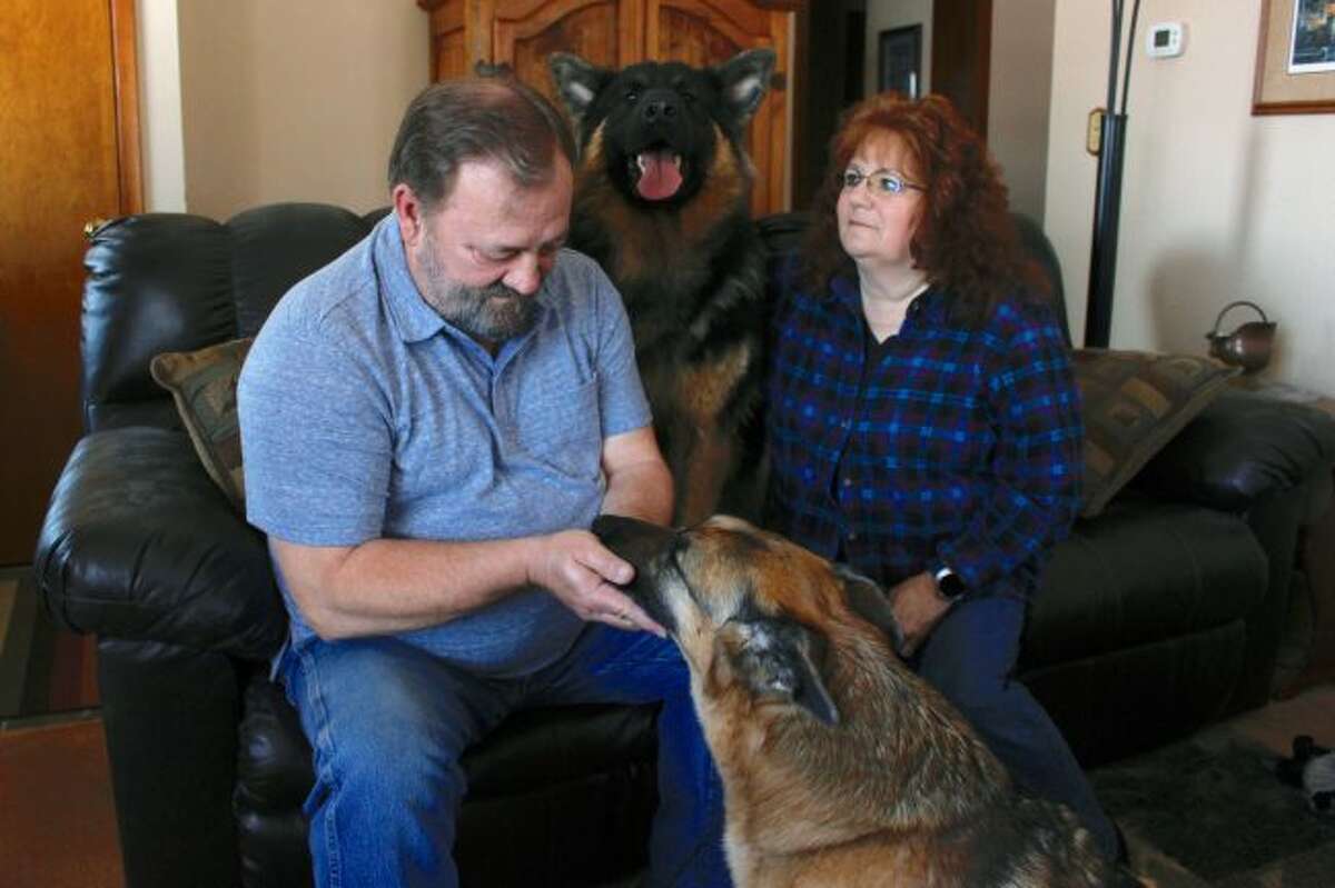 In this Feb. 21, 2019, photo, Joe and Deb Colgan sit with their German shepherds Gracie, on the floor, and Takaani, on the couch, in their home in Oconomowoc, Wis. The Colgans started feeding their two previous dogs raw meat seven years ago and continued with Gracie and Takaani because they say they have less health problems and cleaner teeth. U.S. pet owners are increasingly feeding raw, freeze dried or lightly cooked meat and vegetables to their dogs and cats. (AP Photo/Carrie Antlfinger)