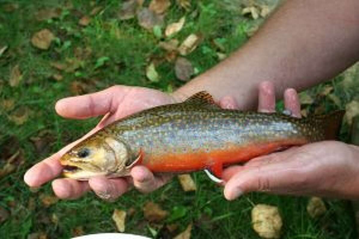 Eastern U.P. brook trout stocking creates plenty of opportunity