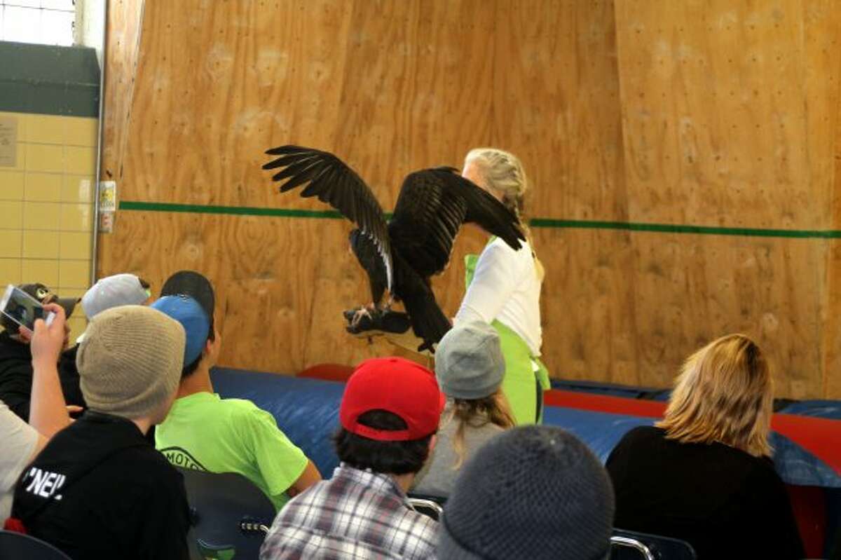 Rebecca Lessard shows off "Doolin," a Turkey Vulture who became a bird ambassador after he was stolen out of the wild. (Jane Bond/News Advocate)