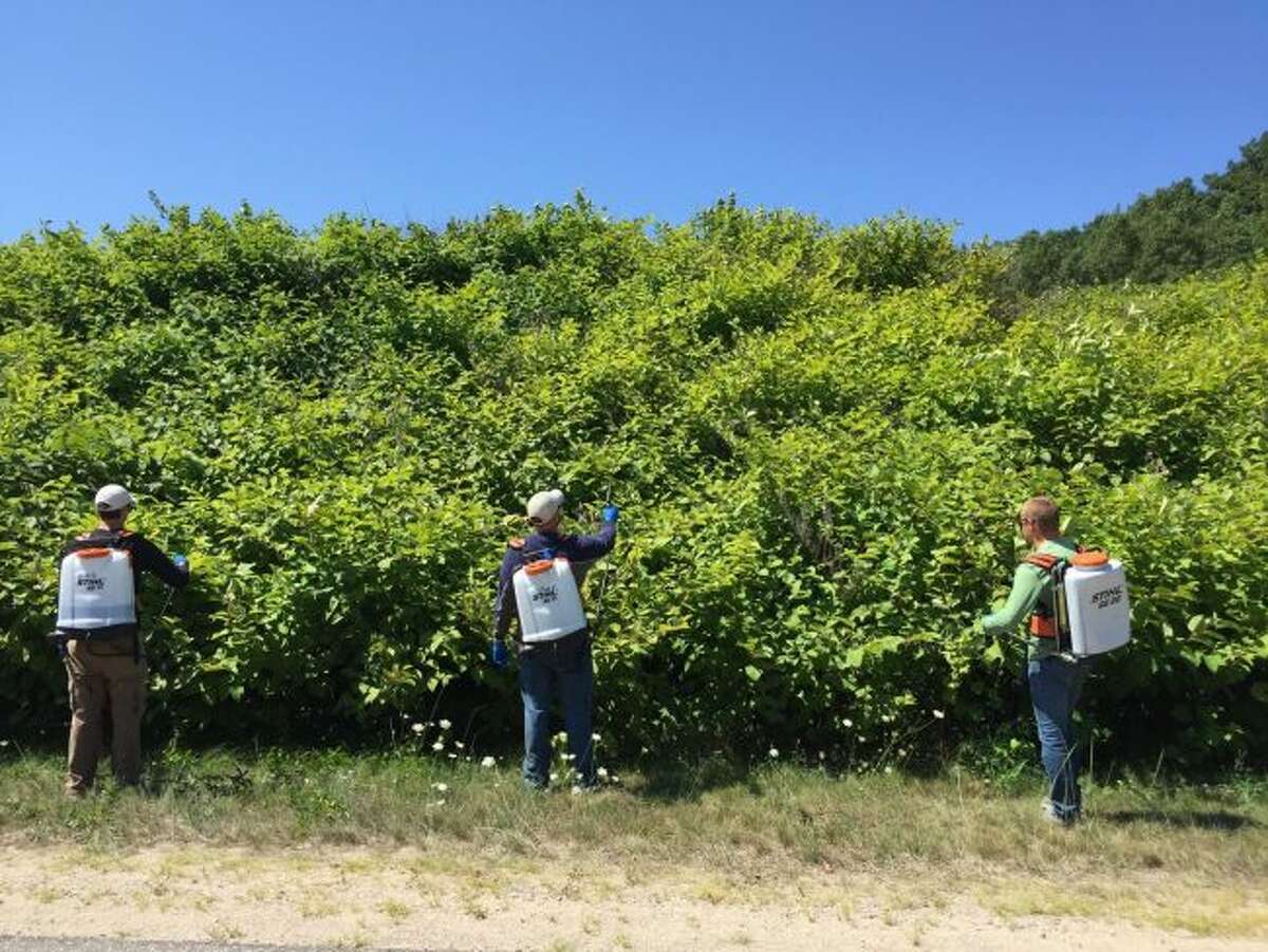 Members of the Northwest Michigan Invasive Species Network treat Japanese knotweed in Manistee. (Courtesy photo)