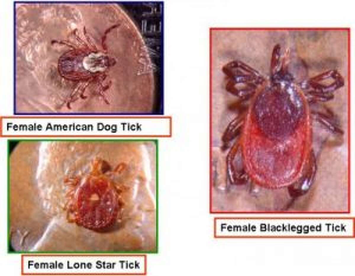 Lyme disease on the rise in Michigan