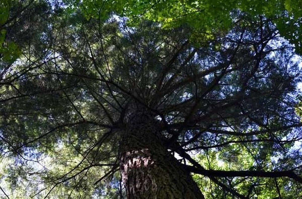 Working together to save Michigan's valuable hemlock trees