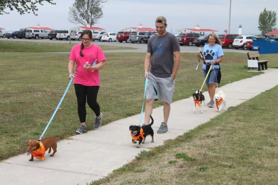 homeward bound pet microchip