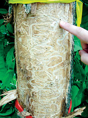 Researcher says there may be hope for ash trees