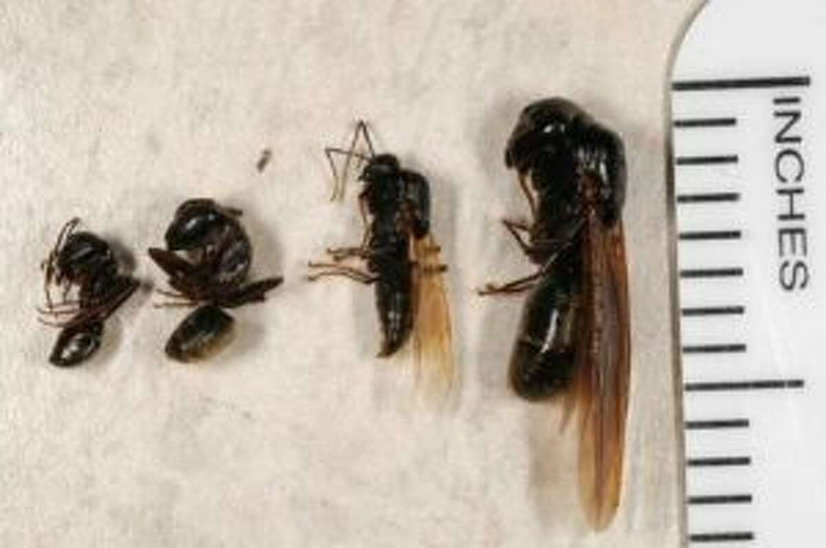 IN THE GARDEN Carpenter ants nesting in trees and homes