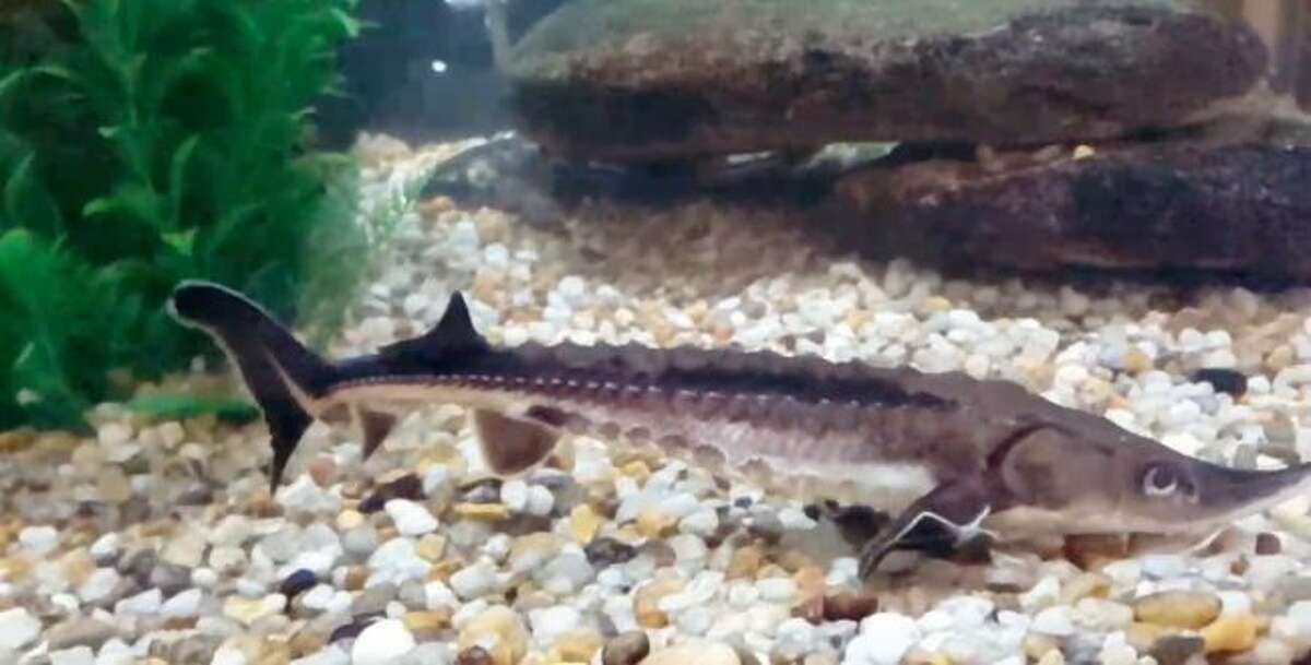 New discovery on how sturgeon eat