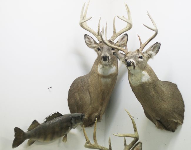 Hunting trophies preserved