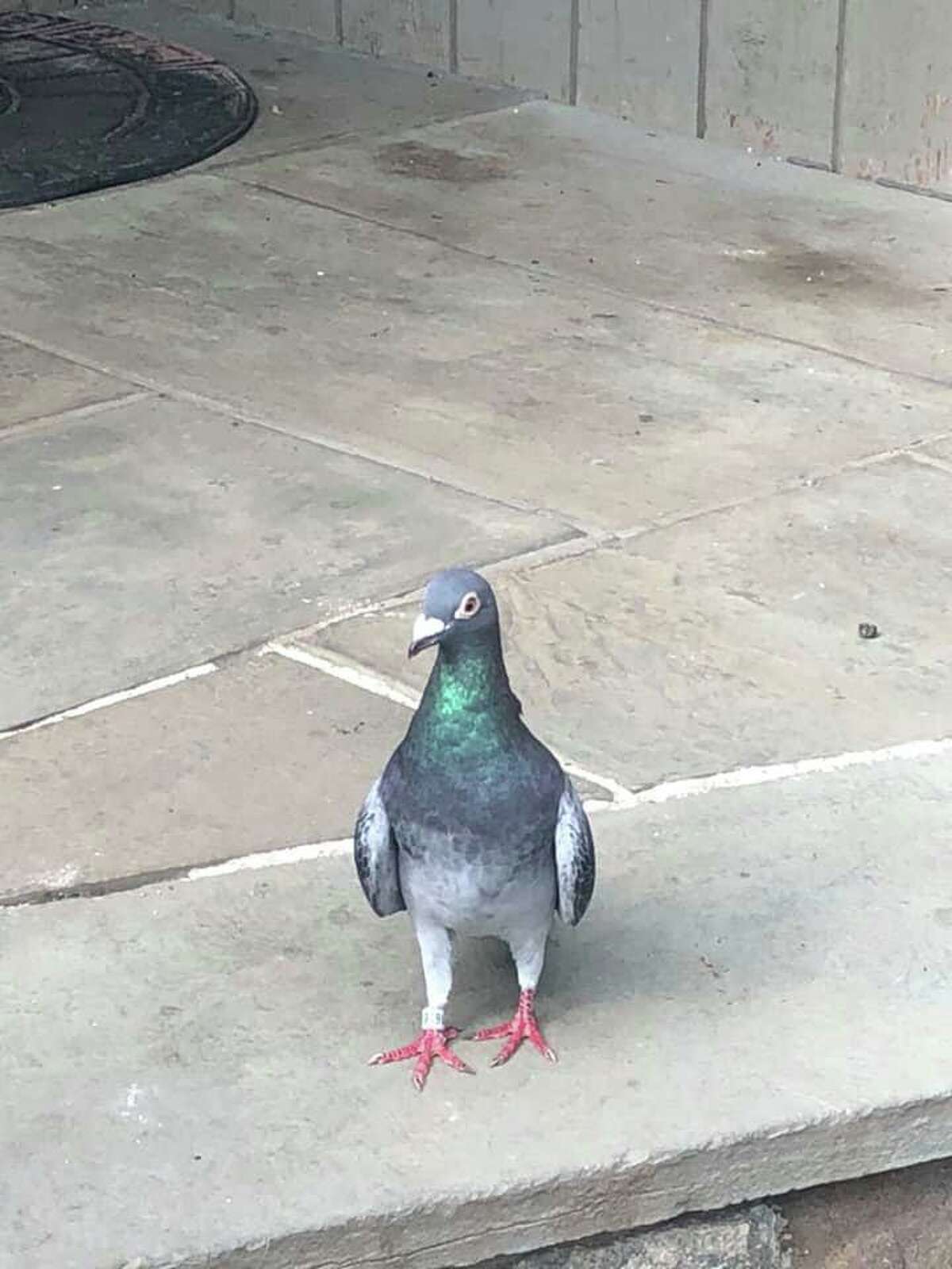 This homing pigeon is looking for its home in Ridgefield.