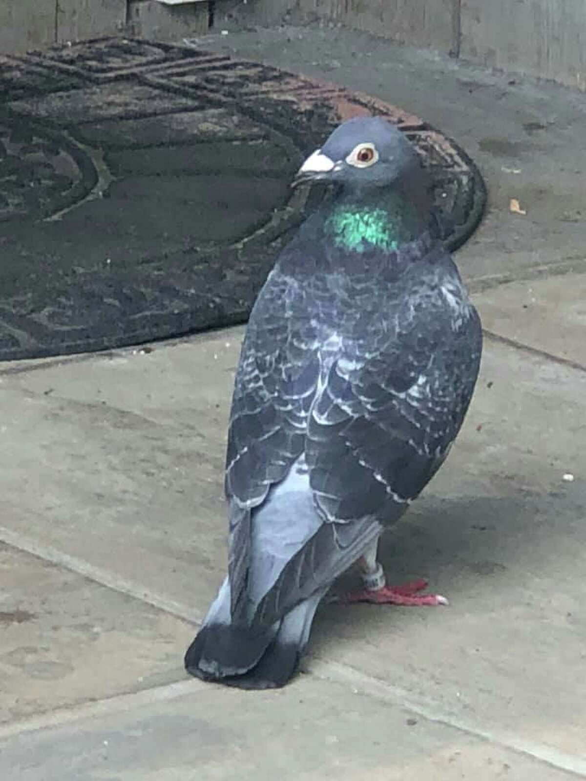 This homing pigeon is looking for its home in Ridgefield.