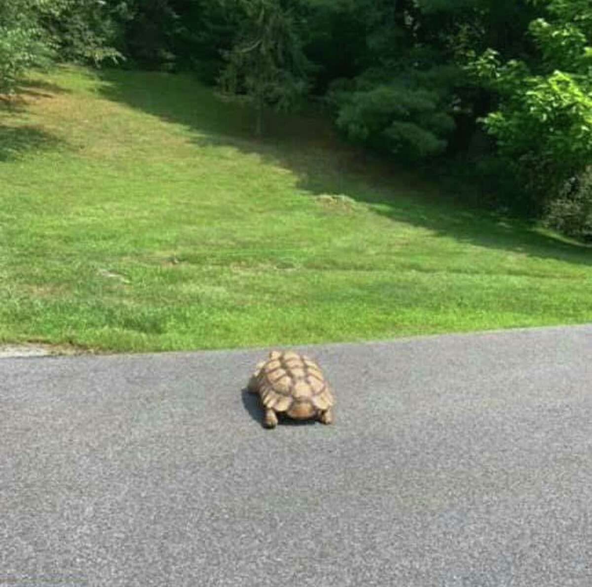 A sulcata tortoise is on the loose in southern Ridgefield.