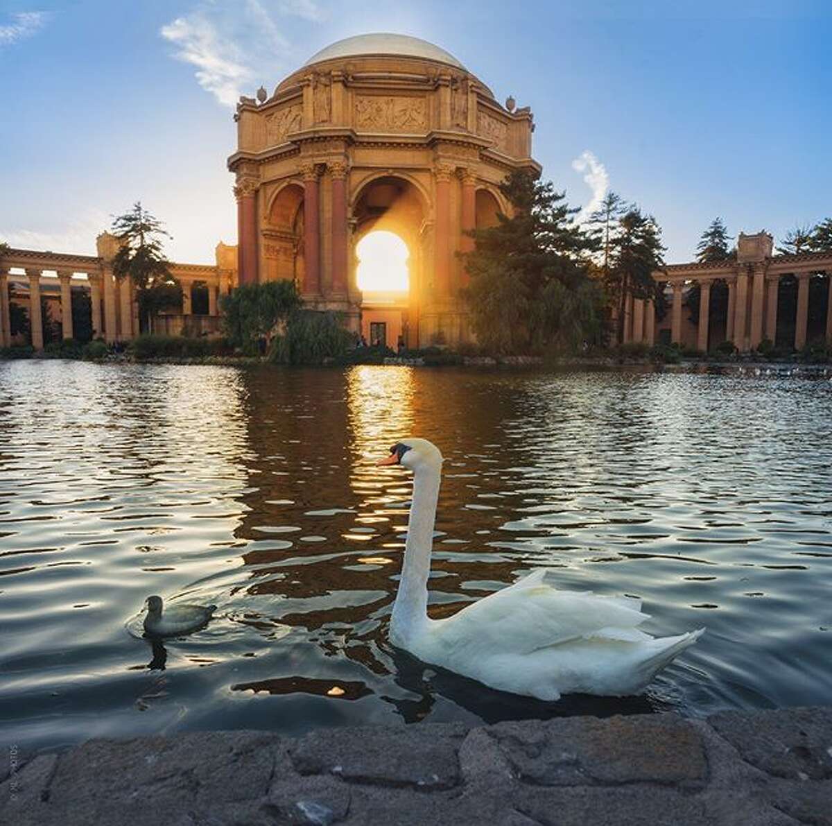 Golden hour with the Palace of Fine Art's lagoon residents by @myfrisco.