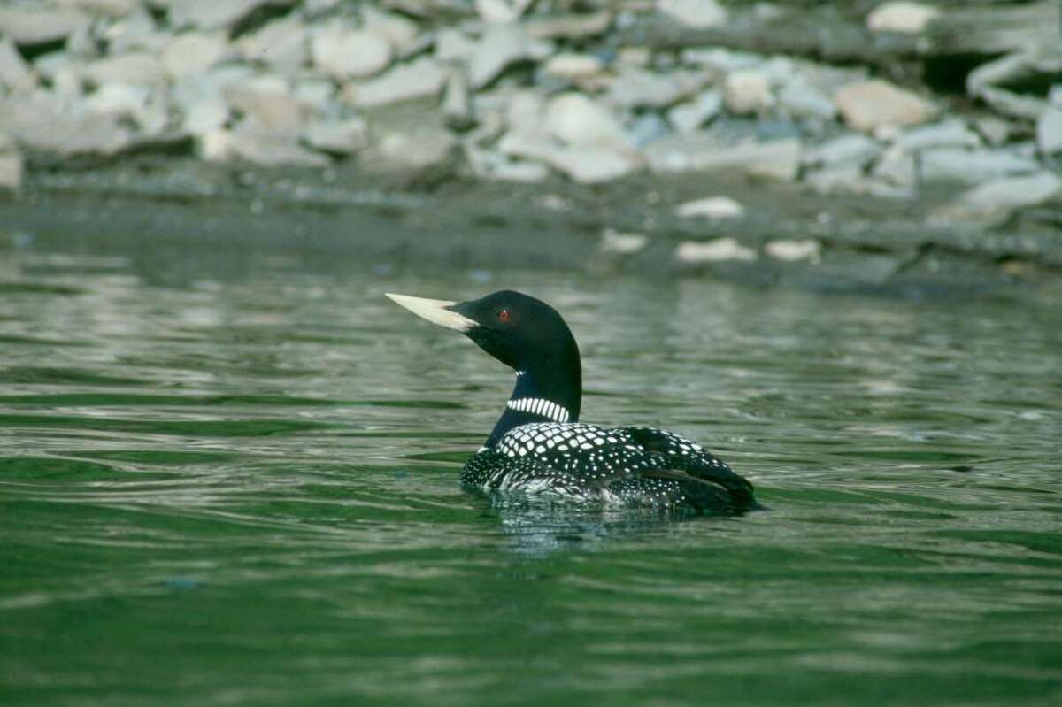 The Adirondack Center for Loon Conservation in Saranac Lake is one of six grant recipients in a natural resources damages settlement from an oil tanker spill that occurred in Buzzard’s Bay, Mass., in April, 2003 , killing 500 common loons wintering there. (AP Photo/U.S. Fish and Wildlife Service)
