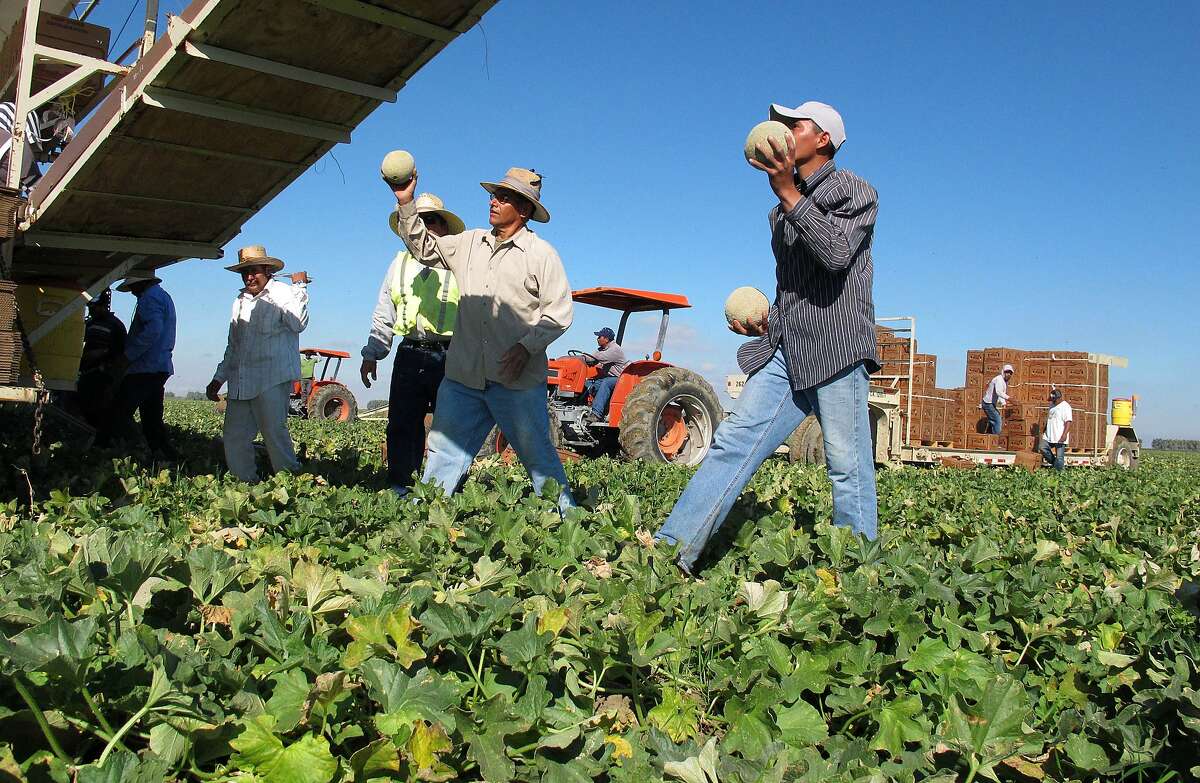 One of the few remaining crews of workers harvest and package cantaloupes near Firebaugh, Calif., on Wednesday, Oct. 12, 2011. Due to the listeria outbreak in Colorado, sales of California cantaloupes have plummeted, growers have abandoned fields and many farmworkers have lost their jobs. (AP Photo/Gosia Wozniacka)