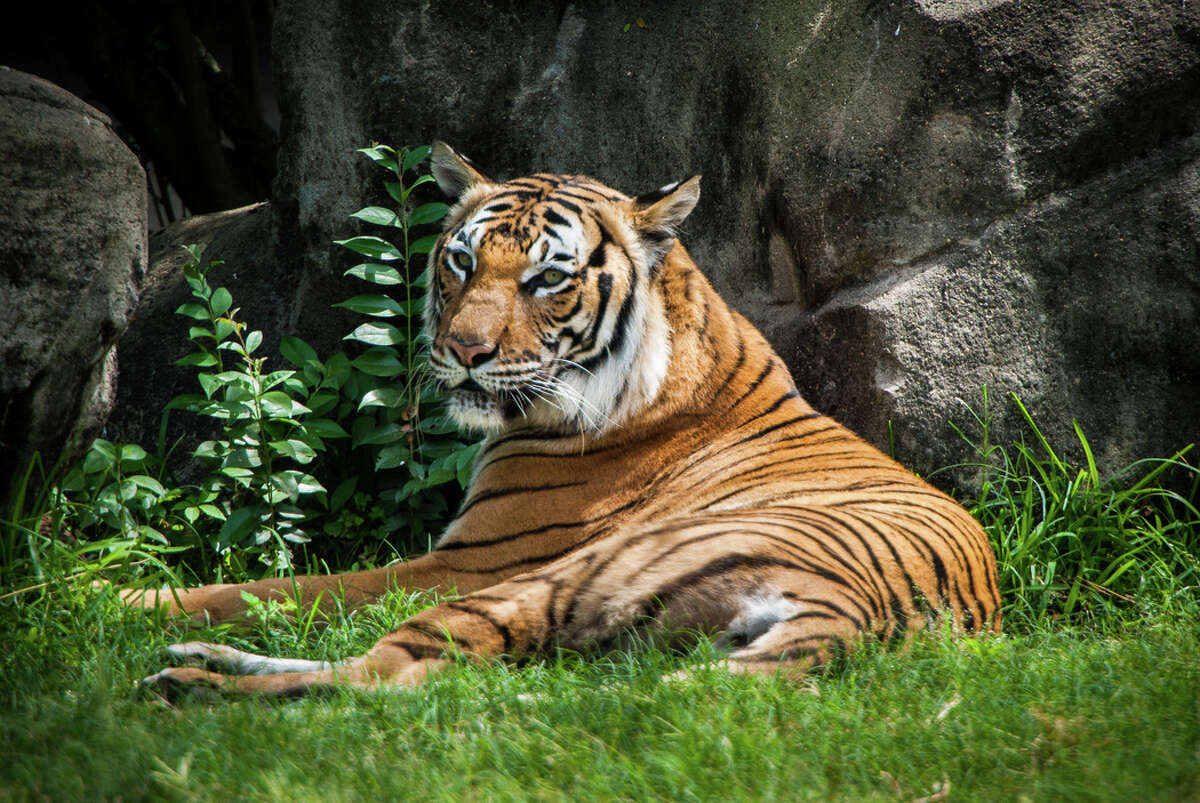 Satu, Houston Zoo’s Malayan tiger, dies at 18-years-old