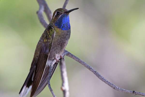 Blue Throated Hummingbird Is A Big Bend Mountain Gem - 