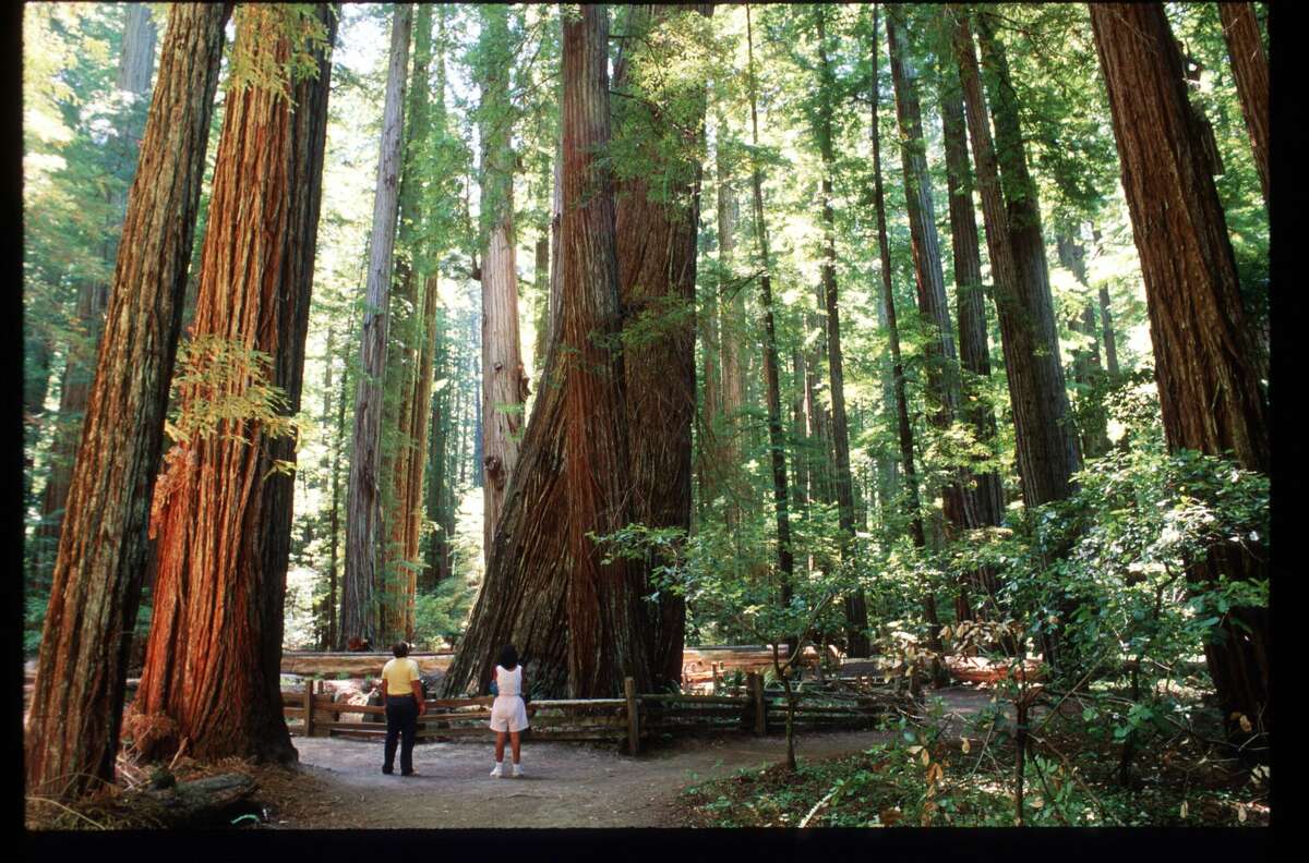 Visitors are dwarfed by giant redwoods January 1, 1995 in Humboldt Redwoods State Park, CA. Redwoods can live to be 2000 years old, grow to over 300 feet tall, and their thick, sapless bark protects them from fire. (Photo by Gilles Mingasson/Liaison)