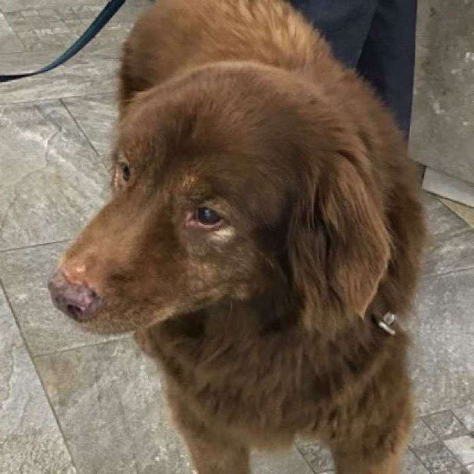 How a 17-year-old deaf dog was rescued at Sleeping Giant State Park