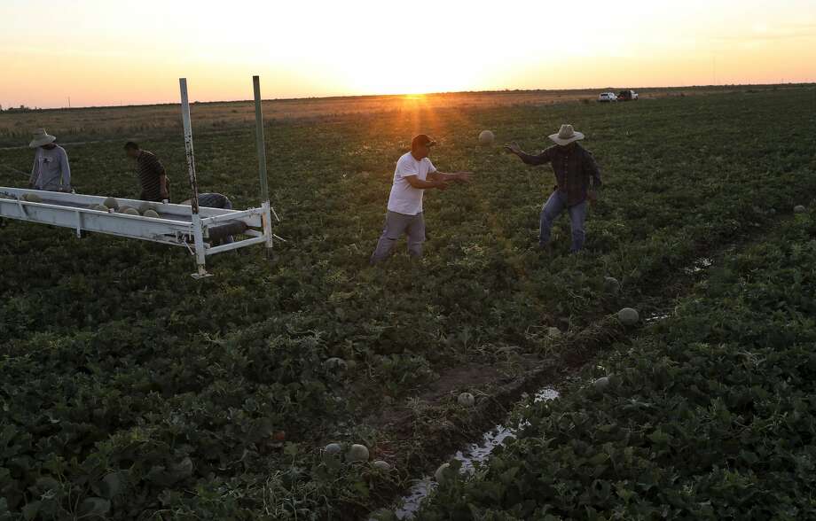 Workers harvest cantaloupe in Pecos County. The Mandujano Brothers hire around 100 workers from Mexico every year. Photo: Jon Shapley/Staff Photographer