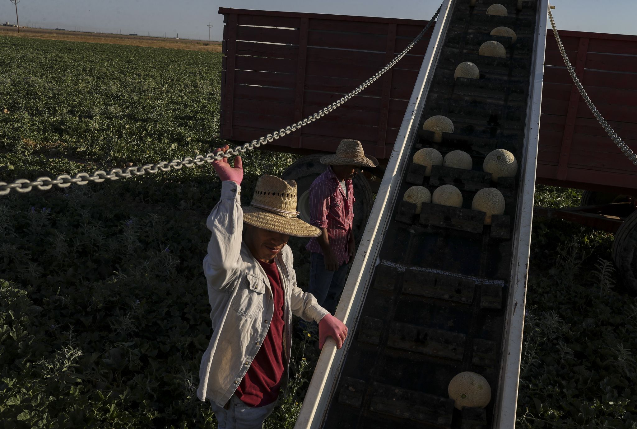Pecos cantaloupes were famous. Now, oil rules. Houston Chronicle