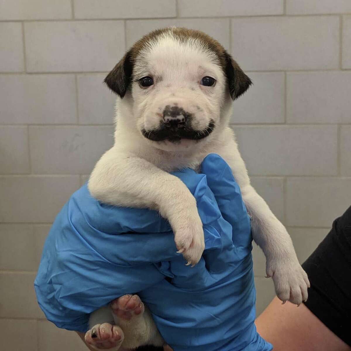 Salvador Dolly is a five-week-old shepherd mutt that has captured the hearts of people everywhere for her unusual face marking - a handlebar mustache.>>>See more for photos of Dolly's family... Photo courtesy Hearts & Bones Animal Rescue