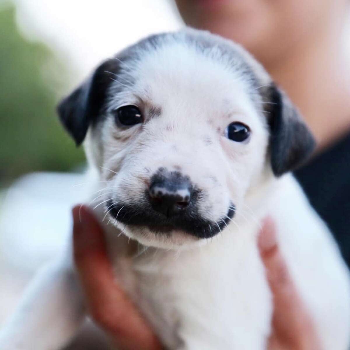 Salvador Dolly is a five week old shepherd mutt that has captured the hearts of people everywhere for her unusual face marking - a handlebar mustache. Photo courtesy Hearts & Bones Animal Rescue