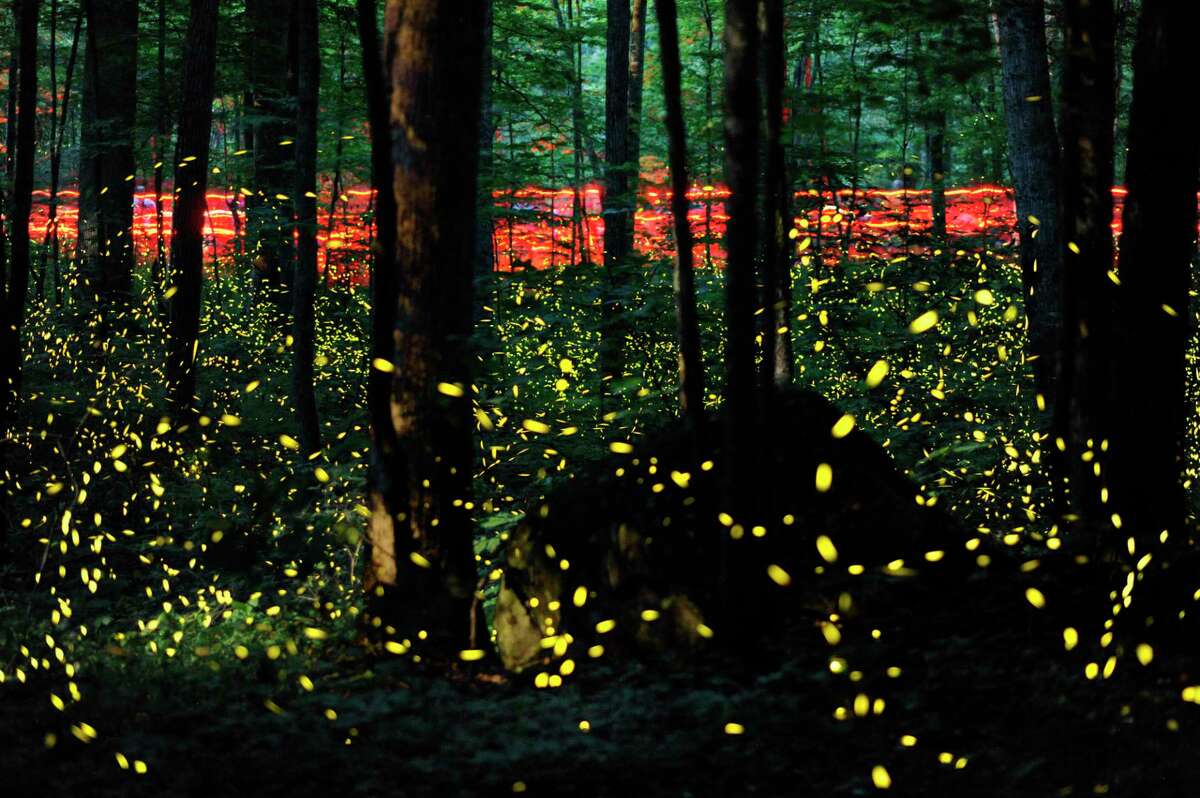 Foot traffic accompanies air traffic, as human visitors carrying red flashlights walk the Little River Trail to observe synchronous fireflies in their annual mating ritual in the Great Smoky Mountains National Park’s Elkmont Campground outside Gatlinburg, Tenn. This photograph was made by ‘stacking’ 123 long exposures shot over a 1.5-hour period.