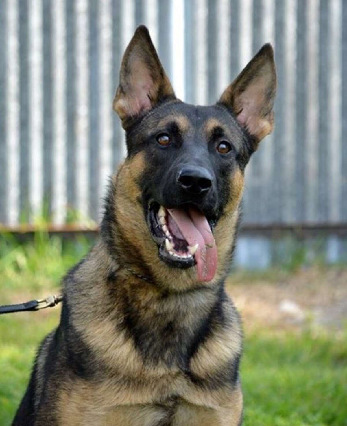 Meet the K9s of the Houston Police Department