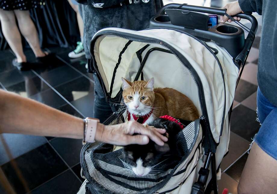 Cats Caption,When I Play with my Cat Big cats drawing, Pet strollers, Cute cat