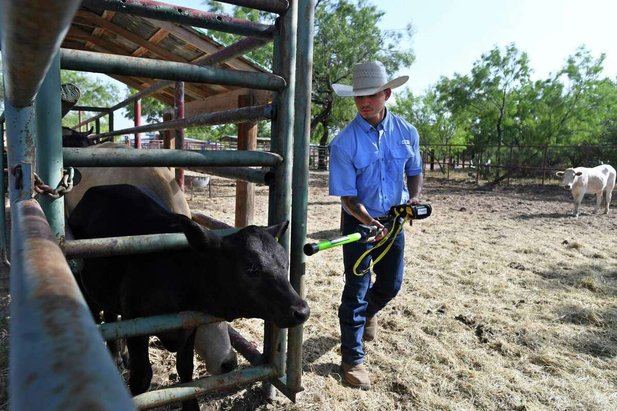 Deadly fever ticks are infesting border cattle herds