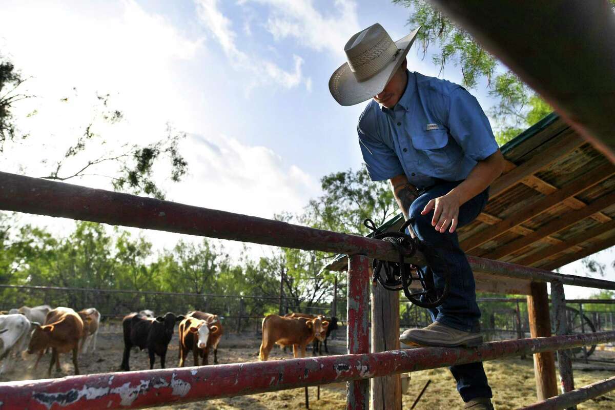 Deadly fever ticks are infesting border cattle herds