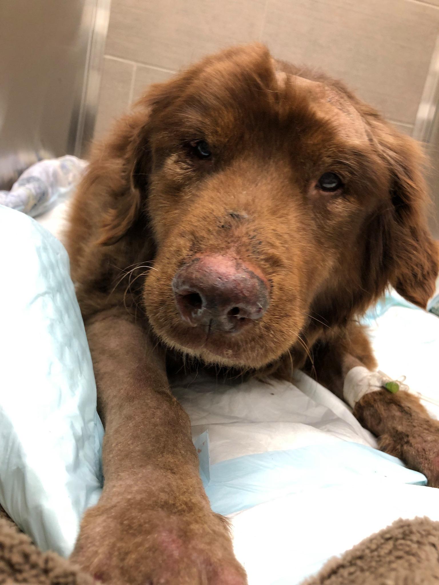 17 year old in dog years