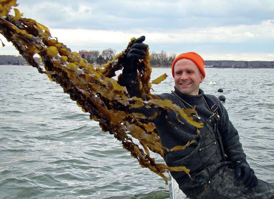 Eat like a fish CT man shares the joy of kelp farming