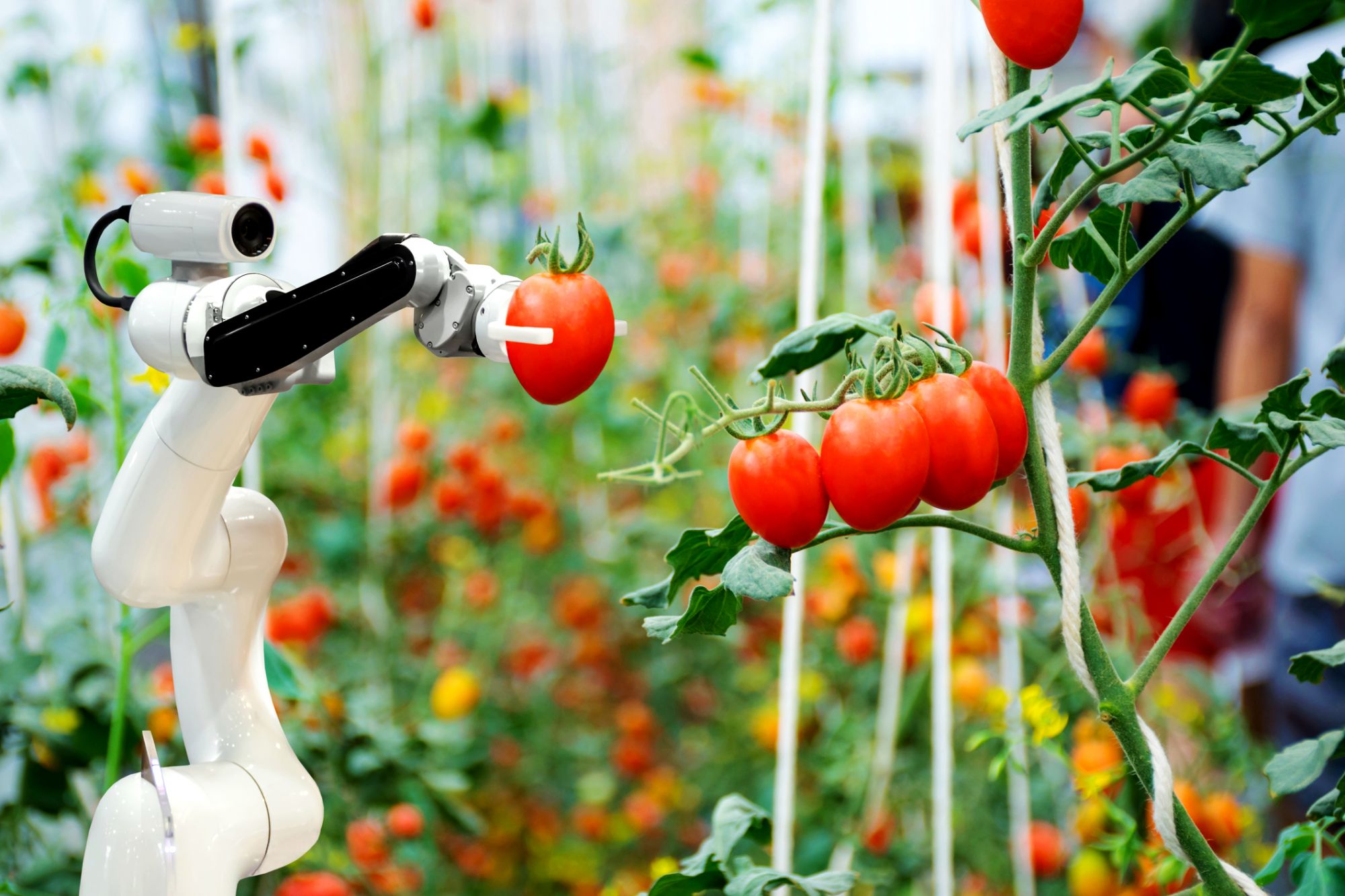 3 Ways Technology Is Changing the FoodGrowing Industry