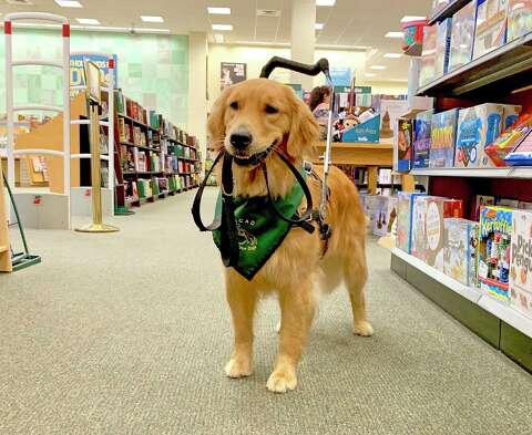 mobility assistance dog training