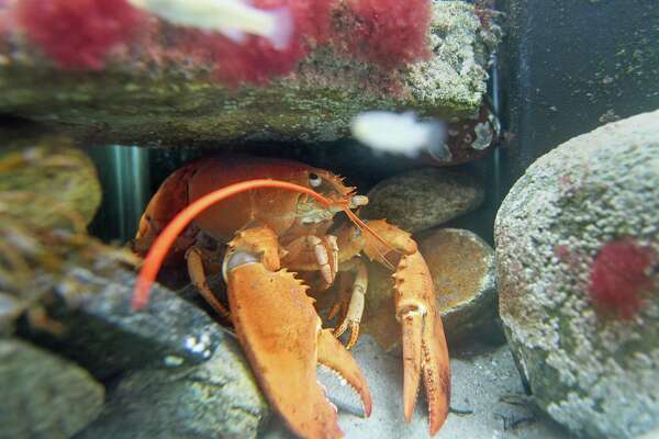 It’s alive! Rare orange lobster arrives in Old Greenwich - CTInsider.com