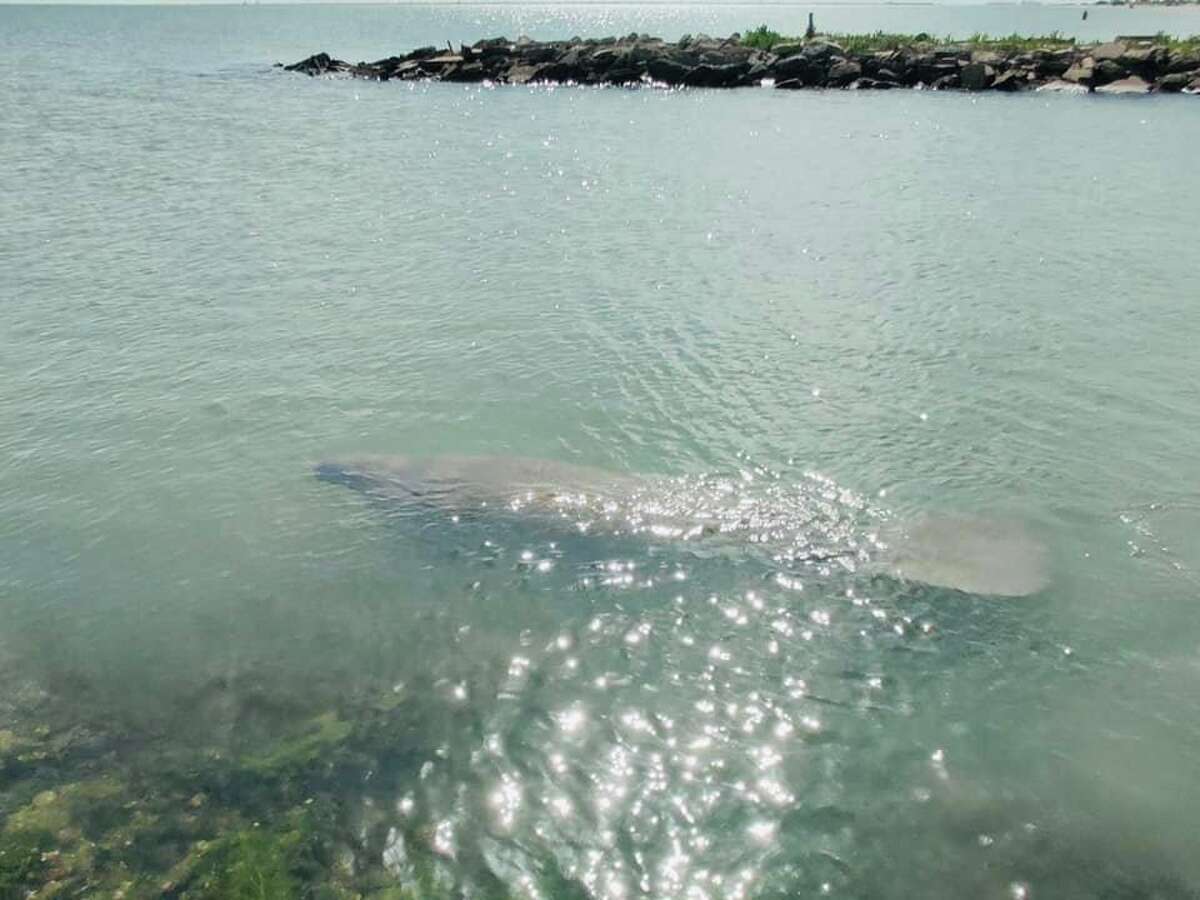 Molly the manatee  A manatee who the local community has taken to calling "Molly," was spotted near Galveston in early August. Experts believe she was searching for food. 