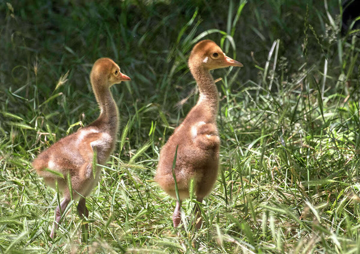 Two white-naped crane chicks were born at Woodland Park Zoo on July 9 and 10, 2019.