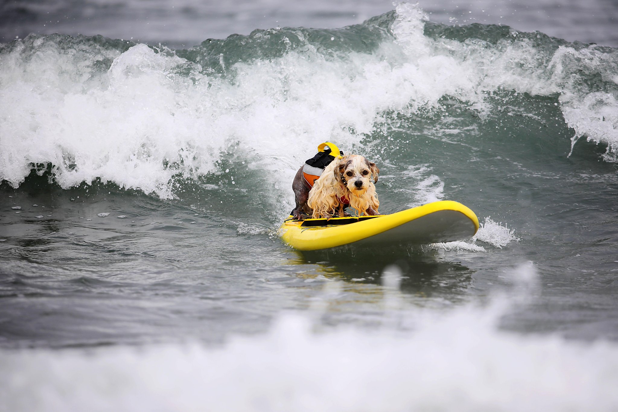 Dogs and surfboards, what’s not to like? - SFChronicle.com