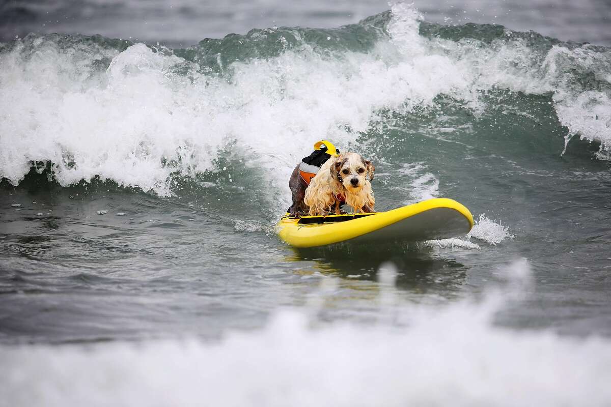 Surfing pups hang 20 in competition for top dog of the waves