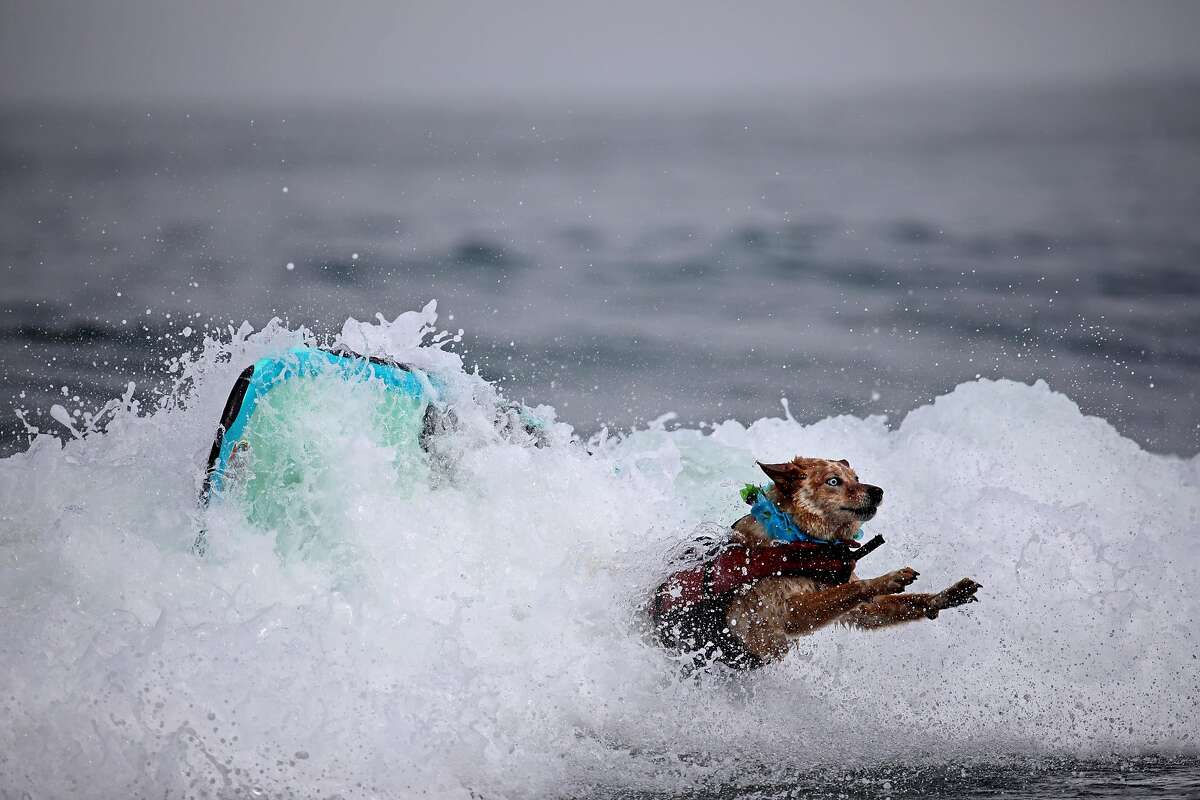 Surfing pups hang 20 in competition for top dog of the waves