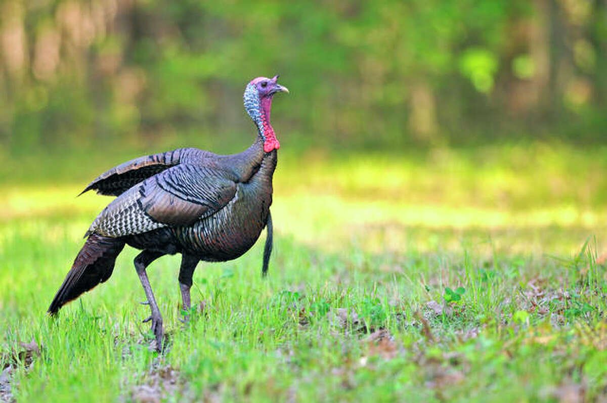 Hunters are permitted to harvest hens during the fall turkey hunting seasons. Illinois’ fall turkey hunting season gets underway Oct. 1 for archery hunters and Oct. 19 for shotgun hunters.