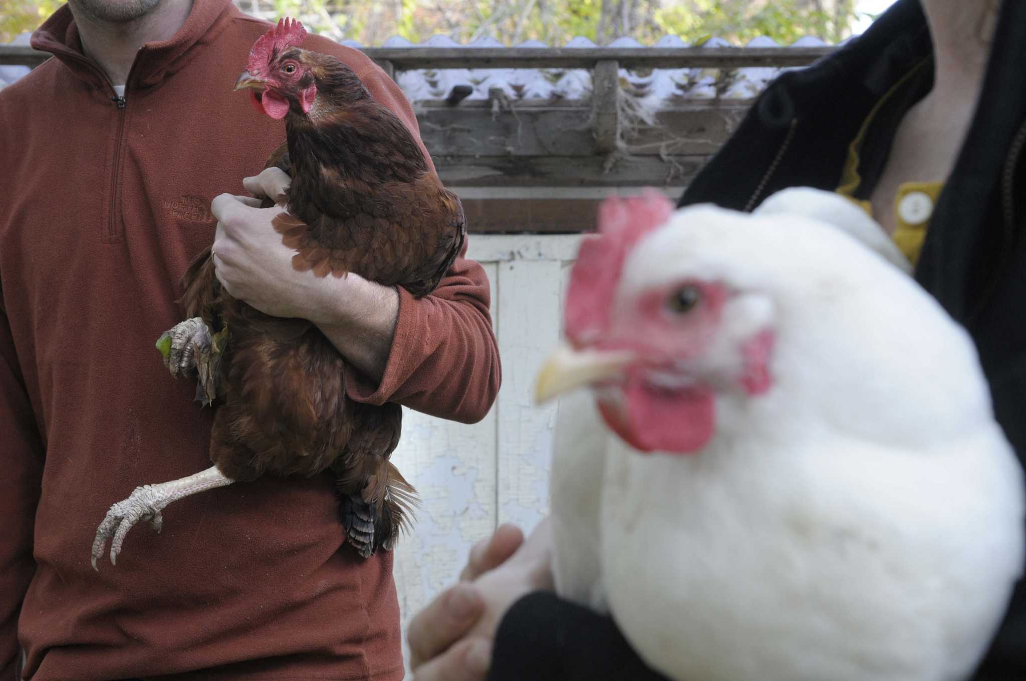 Letter Chickens in Albany will attract predators