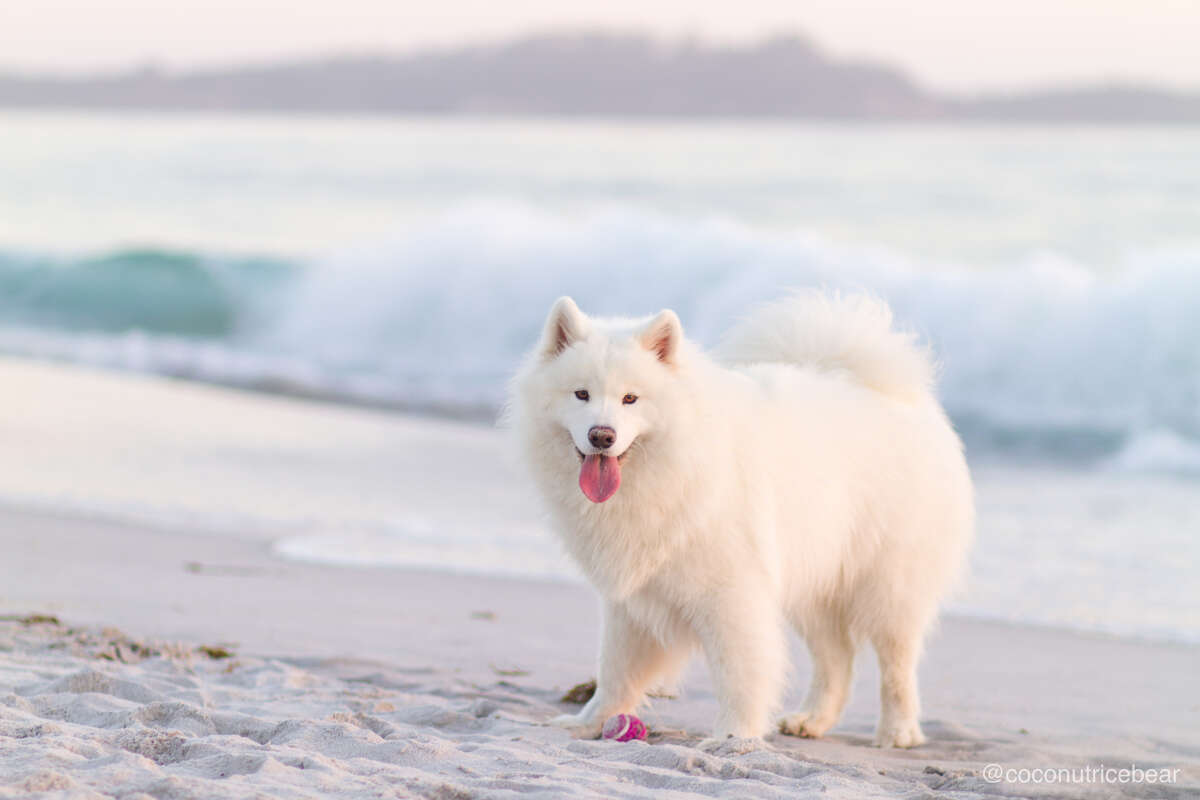 San Francisco man's dog on pace to make 80K a year