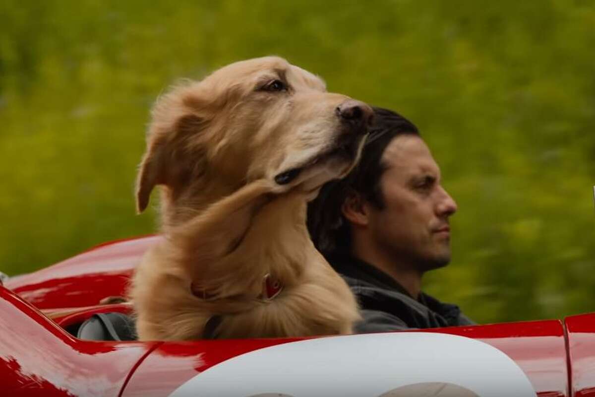 Review: ‘The Art of Racing in the Rain’ a sloppy wet kiss of a dog movie