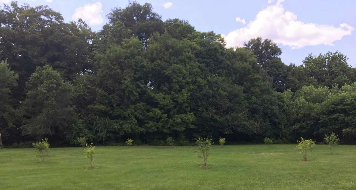 The New Milford Conservation Commission has announced the beautification of Hulton Meadow Park off Mill Street in New Milford. Unique trees were recently planted in the middle of the park.