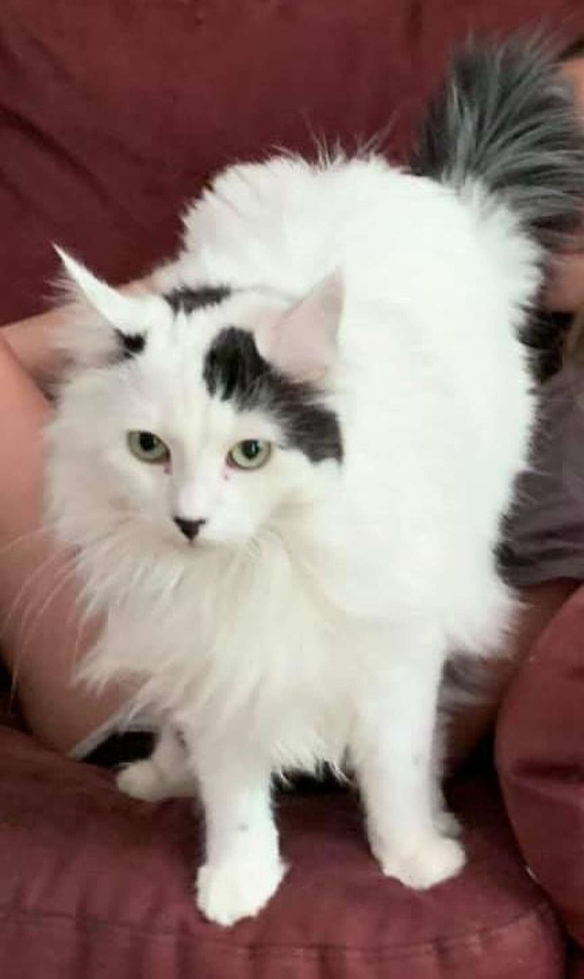 Casper, aka Fluffy Pants, went missing on July 27 on Peaceable Street near Marshall Road in Ridgefield. He was last seen near Minuteman Road, possibly heading into South Salem.